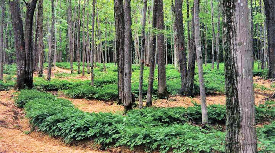 A green forest with rows of low green shrubs running amongst the trees.