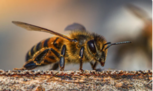 Cover photo for CANCELLED - Beekeeping Management