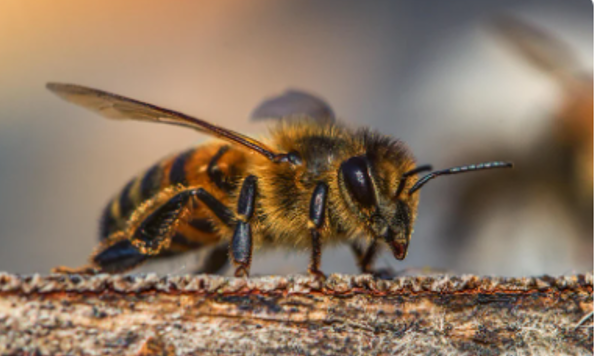 A bee on wood.