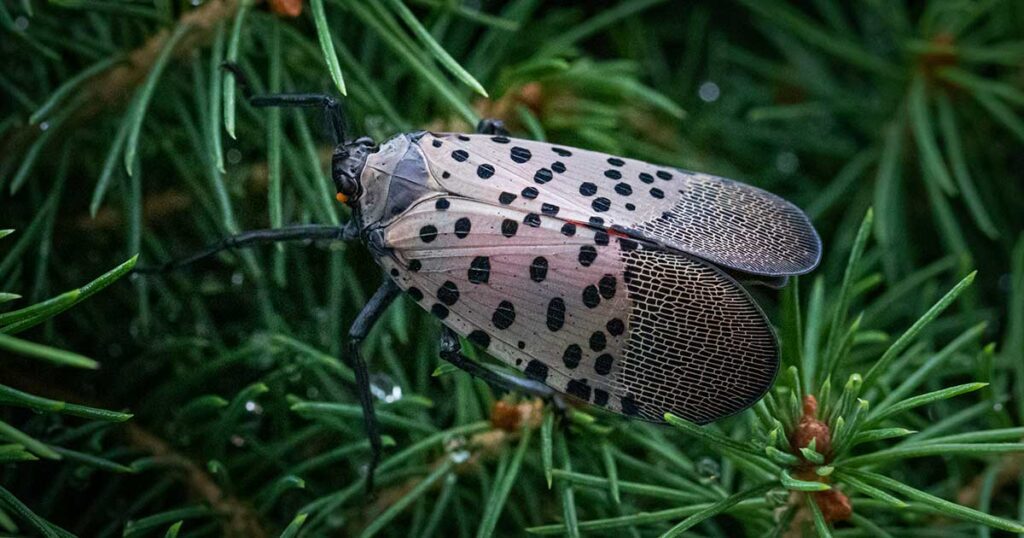 A spotted lanternfly on pine needles.