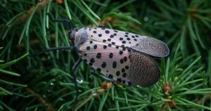 Cover photo for Spotted Lanternfly Workshop