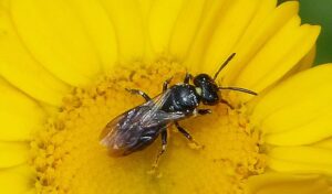 Cover photo for NC State Extension Master Gardener Volunteers Grow Knowledge to Protect Pollinators