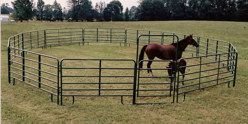 a horse and foal in a small pen made of corral panels