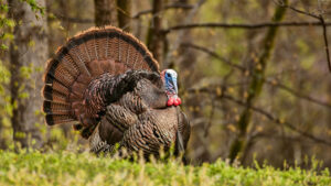 Cover photo for Lunch N' Learn Webinar: Wildlife Programs for Farmers and Landowners