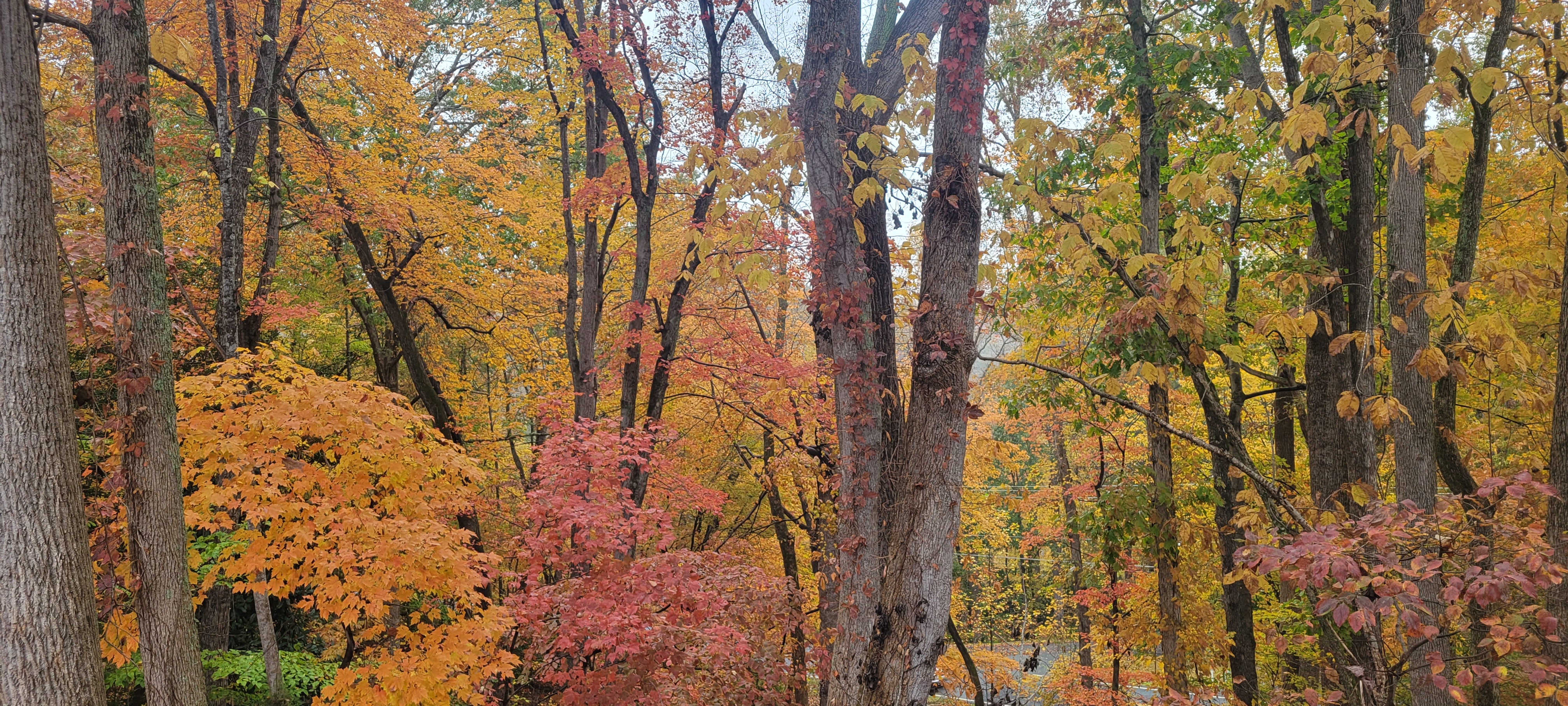 fall trees