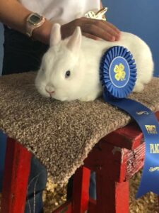 photo of a white rabbit with a blue 4-H ribbon