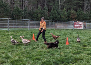 Cover photo for Photos From the 2024 Chatham County Ag Fest