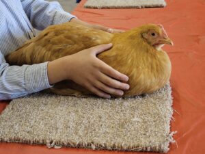 Cover photo for North Central District 4-H Poultry Show Entries Due August 16