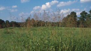 Johnsongrass in a pasture