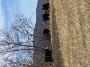 cows and calves standing in front of a mountain