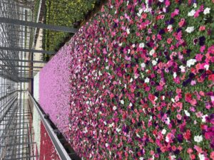 Petunias in a greenhouse