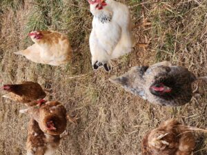 Cover photo for Troubleshooting Your Backyard Flock: Common Issues & Solutions