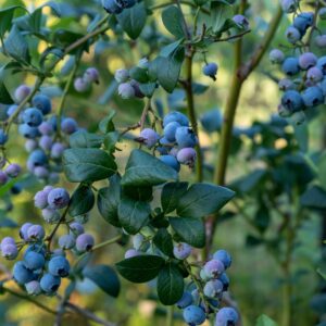 Cover photo for Blueberry Bushes in the Landscape