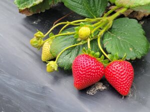 Cover photo for Upcoming Event: Biocontrol and Integrated Disease Management in Strawberries