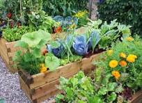 Cover photo for Spring Vegetable Garden Tips